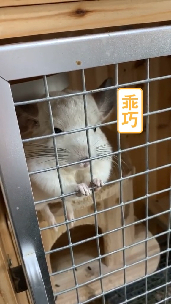 #家有萌宠#日常调戏汤圆子