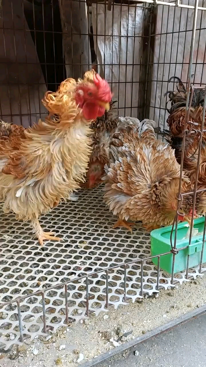 请朋友来欣赏,好物分享,愿大家天天多快乐,这是双冠翻毛鸡,彩翻毛……