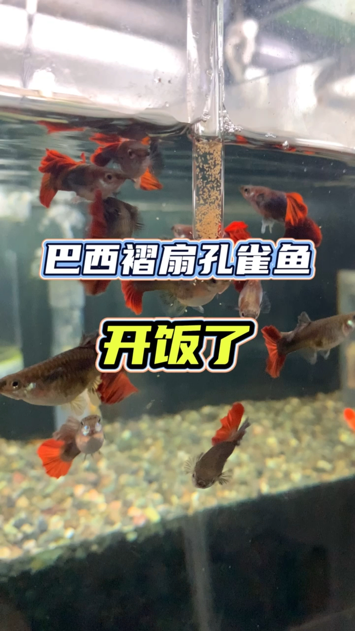 #孔雀鱼#巴西褶扇孔雀鱼开饭了