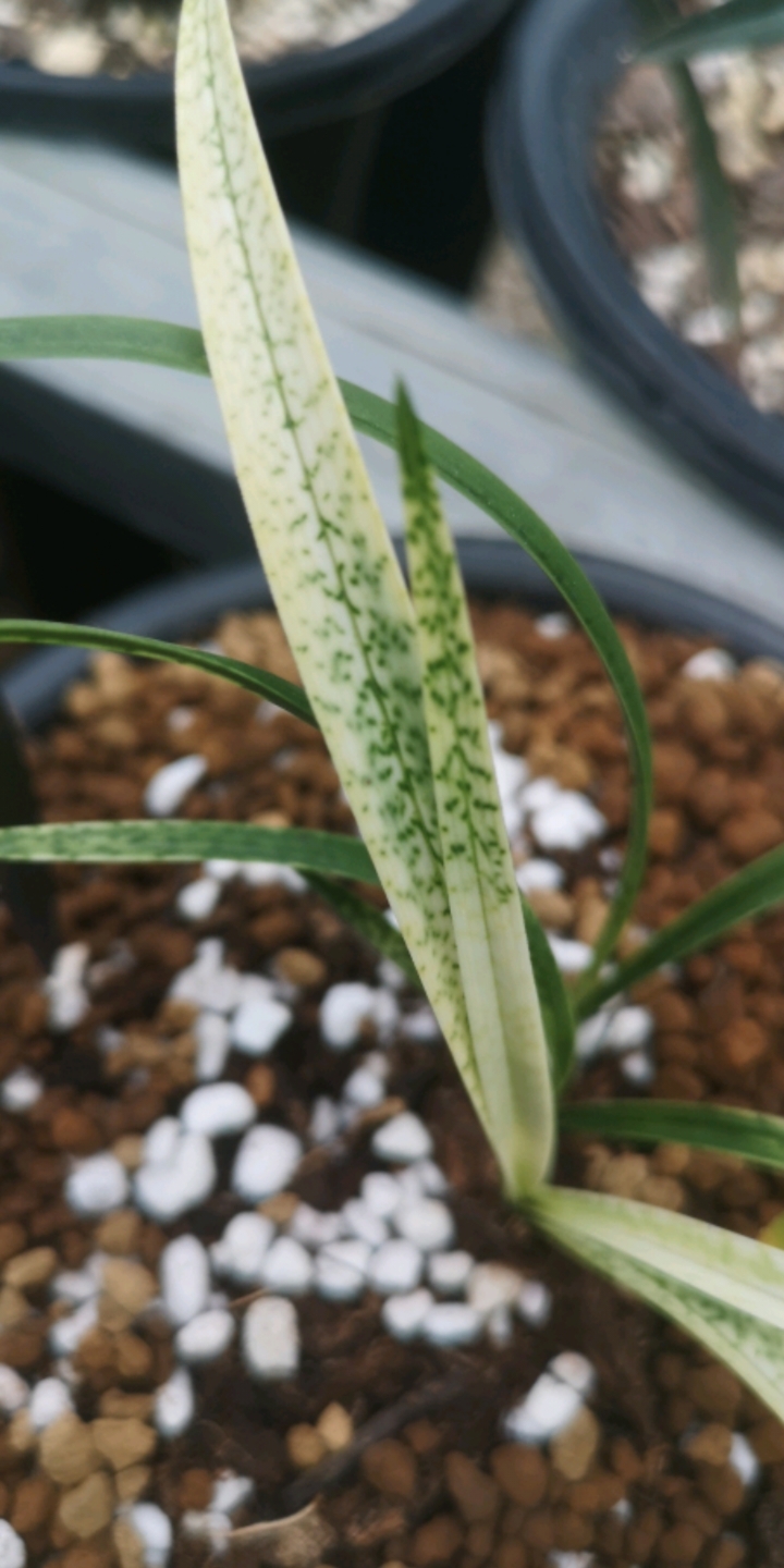 春兰蛇皮斑:吻仔鱼