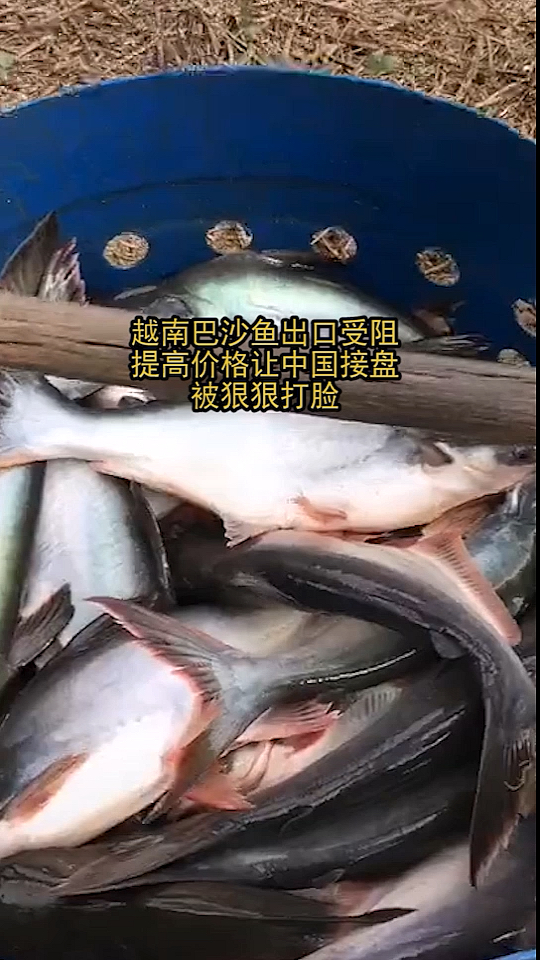 #奇闻趣事抢先看#越南巴沙鱼提价买给中国,被打脸