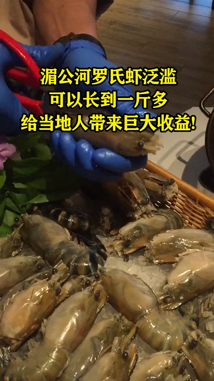 湄公河罗氏虾泛滥,可以长到一斤多,给当地人带来巨大收益!