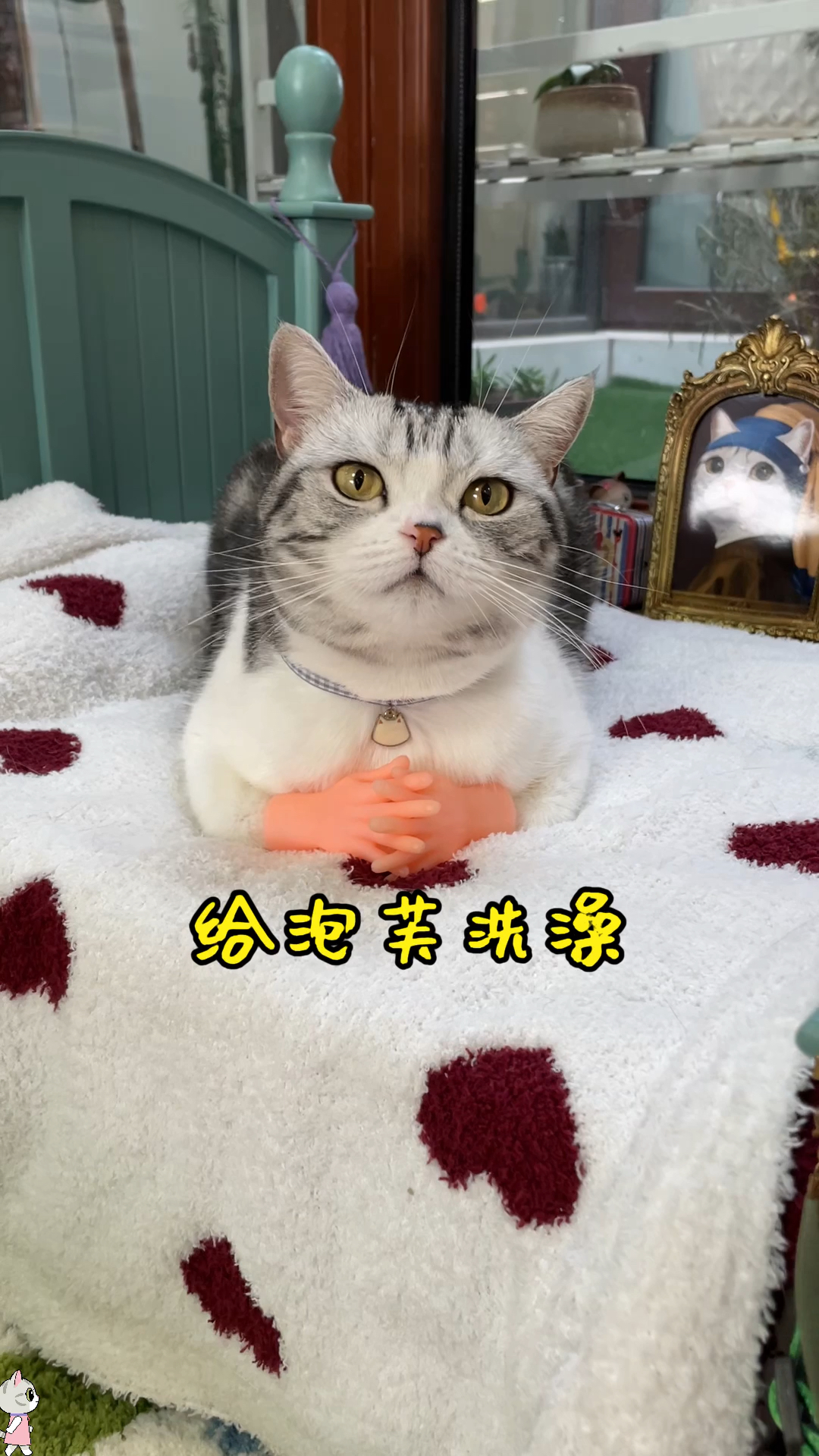 #猫咪日记#泡芙的小男朋友回来了，洗澡澡，吃饱饱，打扮打扮准备见面啦
