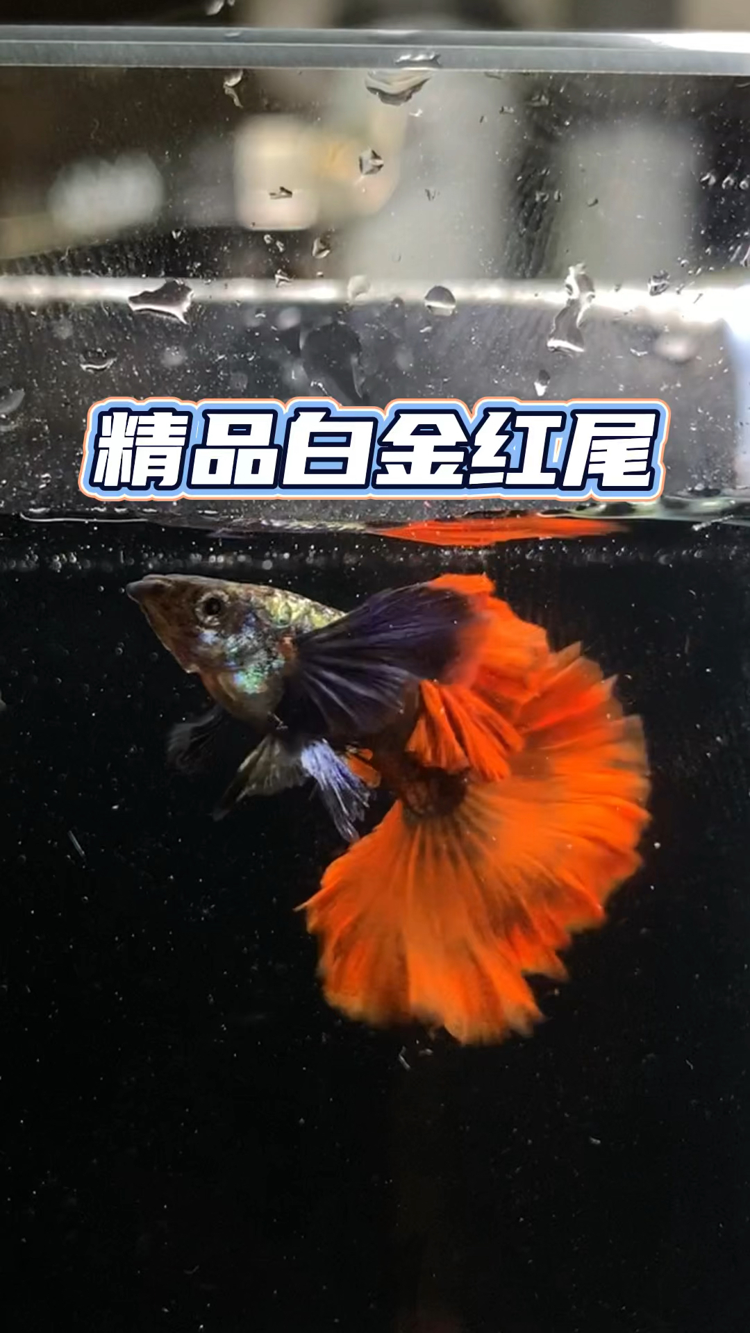 精品象耳白金红尾,扇尾,180度,起绒,打褶#养鱼日记#孔雀鱼#观赏鱼#