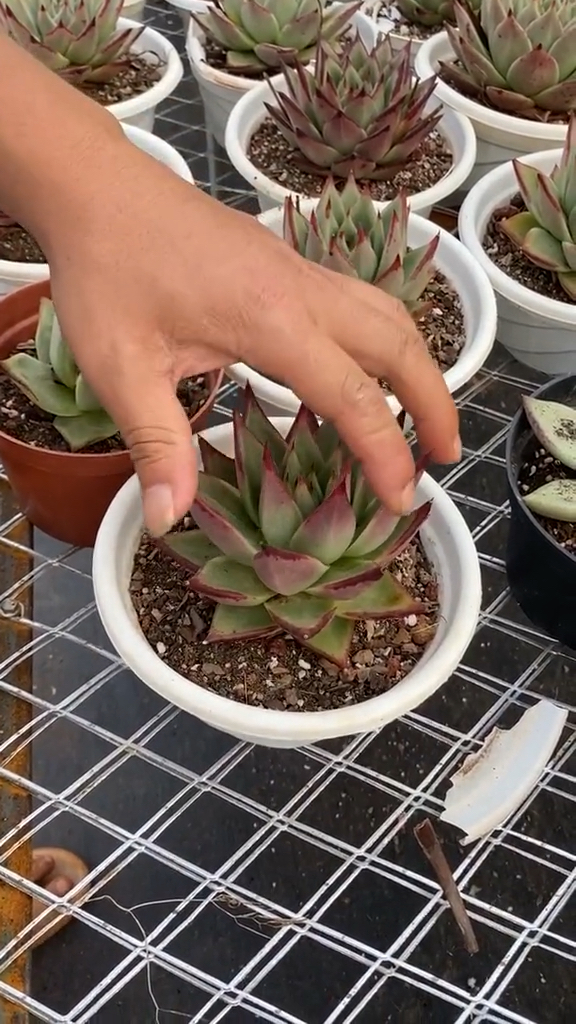 昨天这种多肉如何让它多头变群生呢?怎么繁殖乌木?