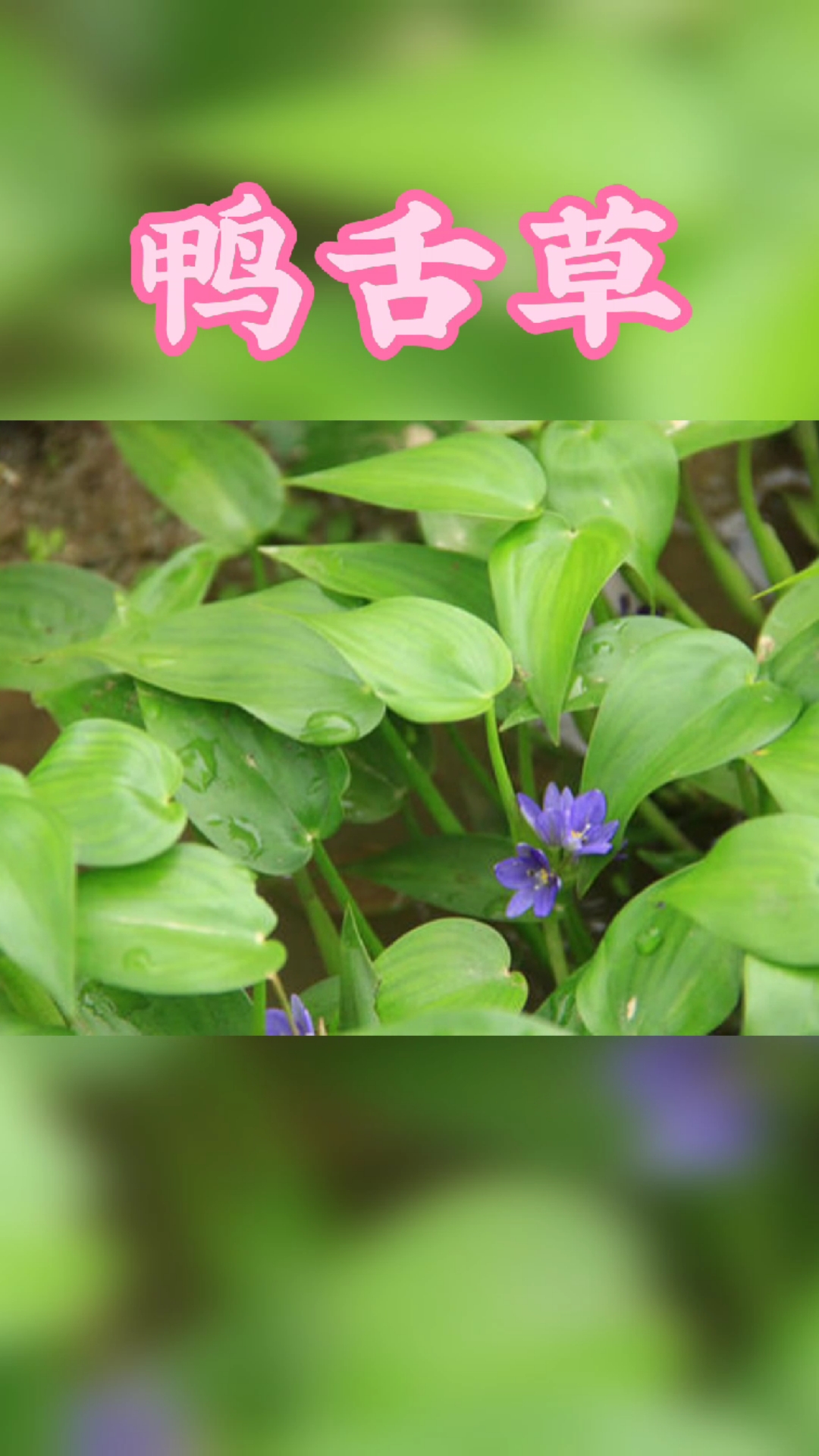 #植物#鸭舌草。