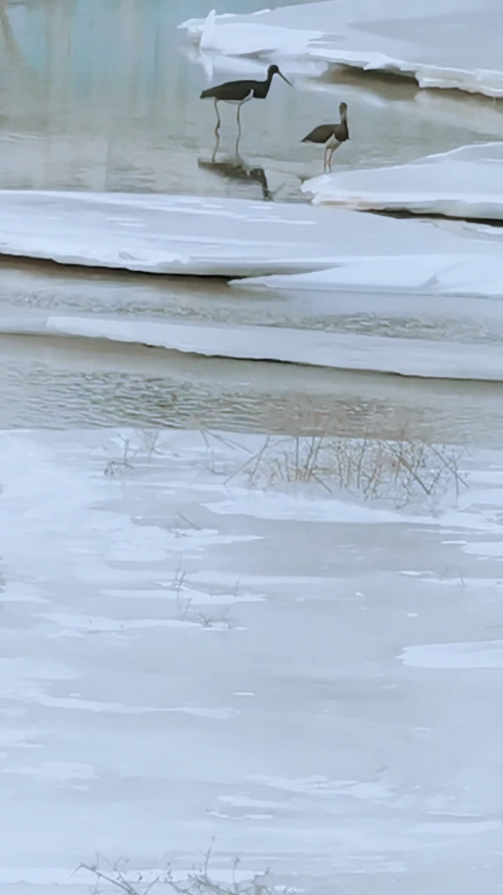 黑鹳水中捞鱼儿,麻鸭喜戏追上岸。