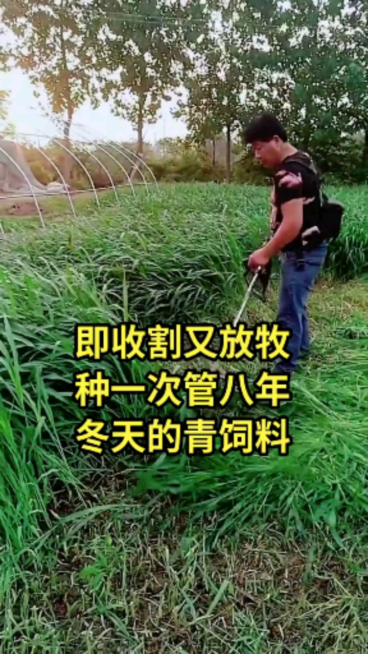 #高产牧草种子#养殖先种草多年生黑麦草种一次割八年,冬天的青饲料!