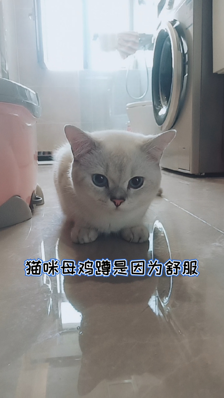 有的人啊一看猫咪母鸡蹲就紧张的不行,这得看猫日常状态好不好在确定去不去医院!