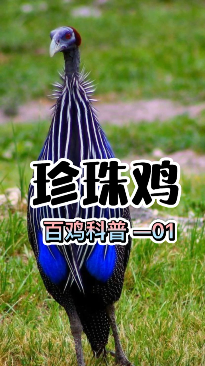 #鸡文化#第1集|美丽的珍珠鸡