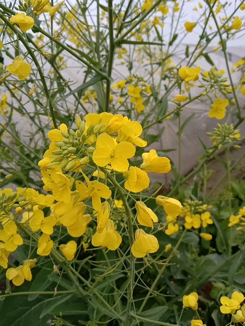 金灿灿的花朵甜甜的花香,胜利油菜