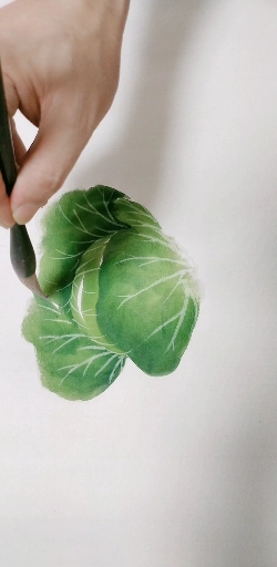 大头菜的画法