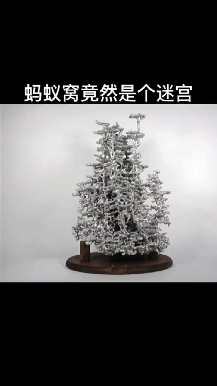 原来蚂蚁窝是这样的