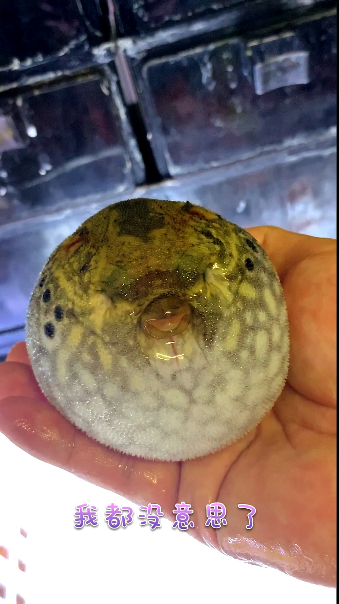 #每日萌宠#胖麒麟溜达啥呢!