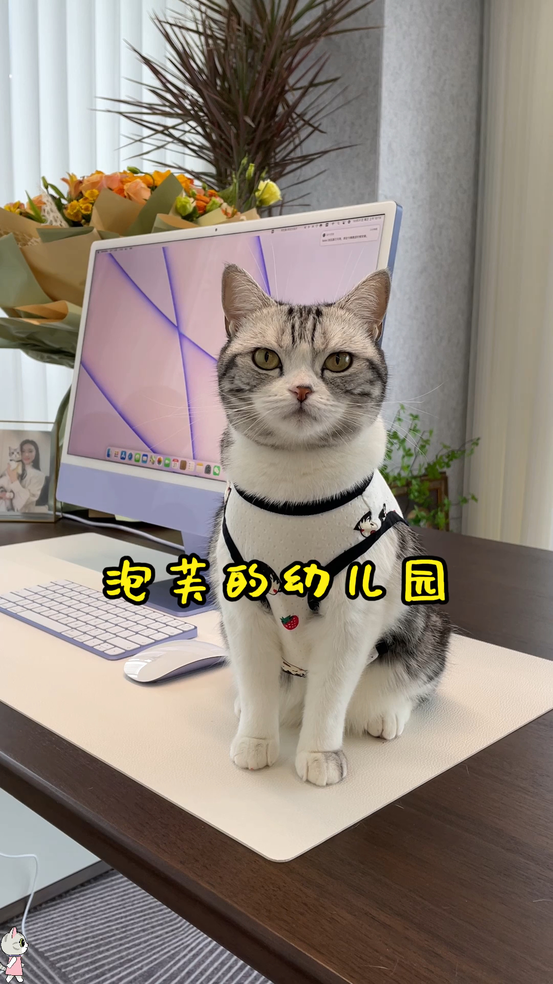 #猫咪日记#以后我工作的时候泡芙就可以在幼儿园里玩了