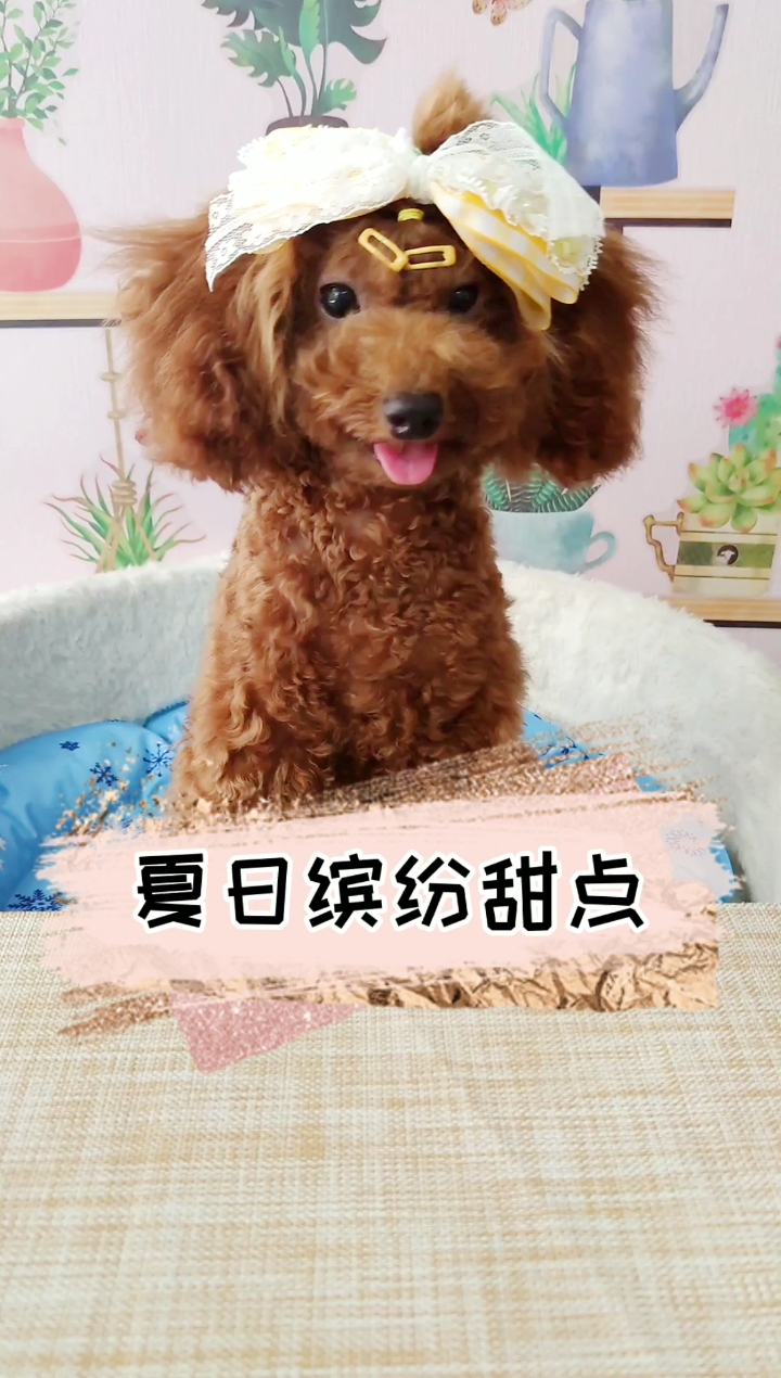 #家有萌宠#狗狗夏天也要吃点高颜值的甜点