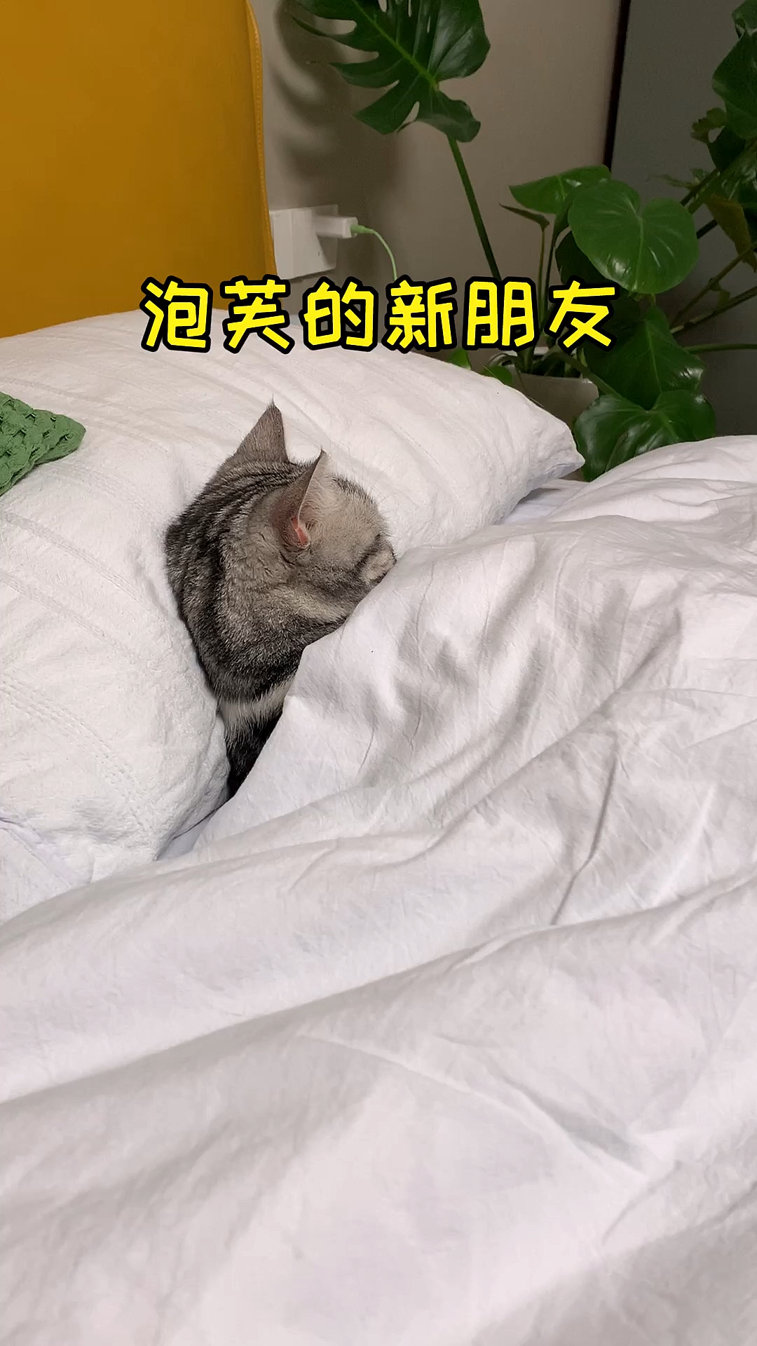 #我家萌宠成精了#泡芙又有新朋友了，还是没有逃过一顿喵喵拳