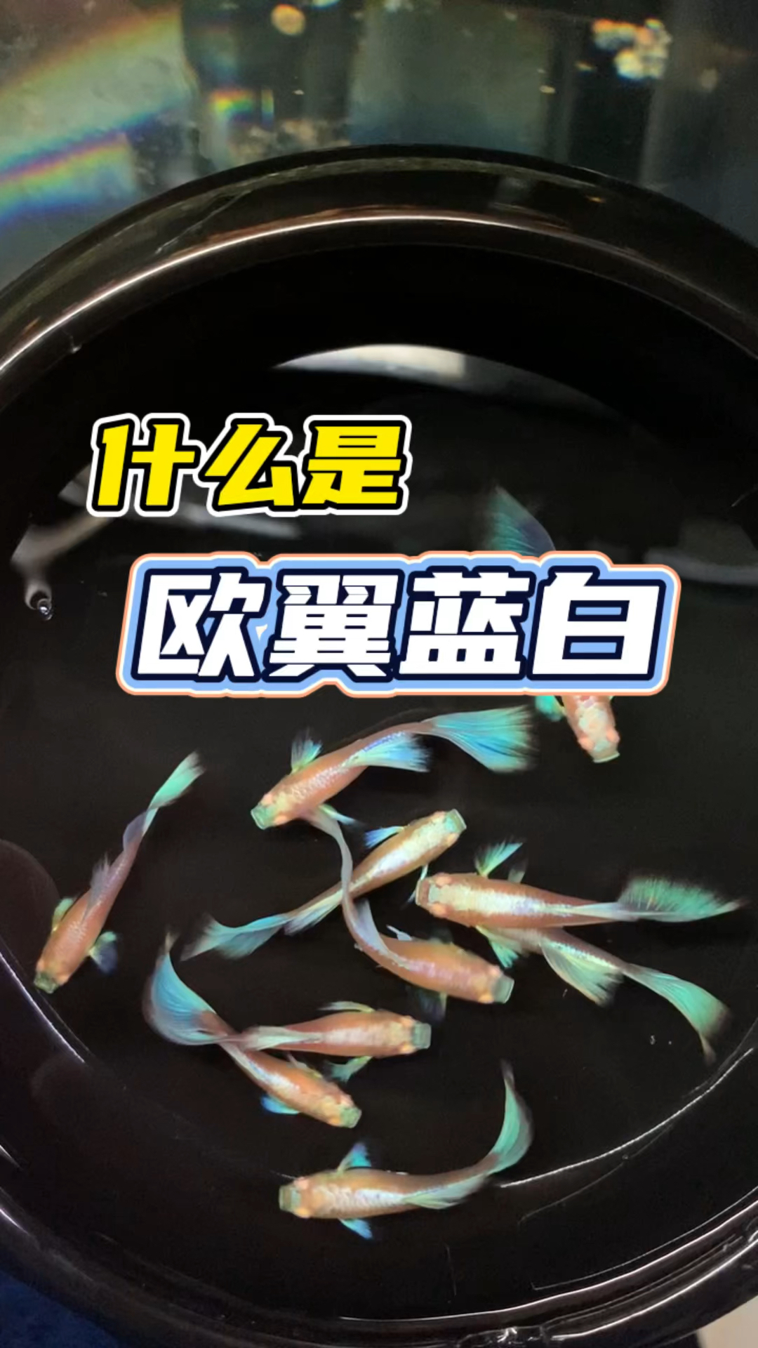 什么是欧翼蓝白#养鱼日记#孔雀鱼#观赏鱼#水族#养鱼人