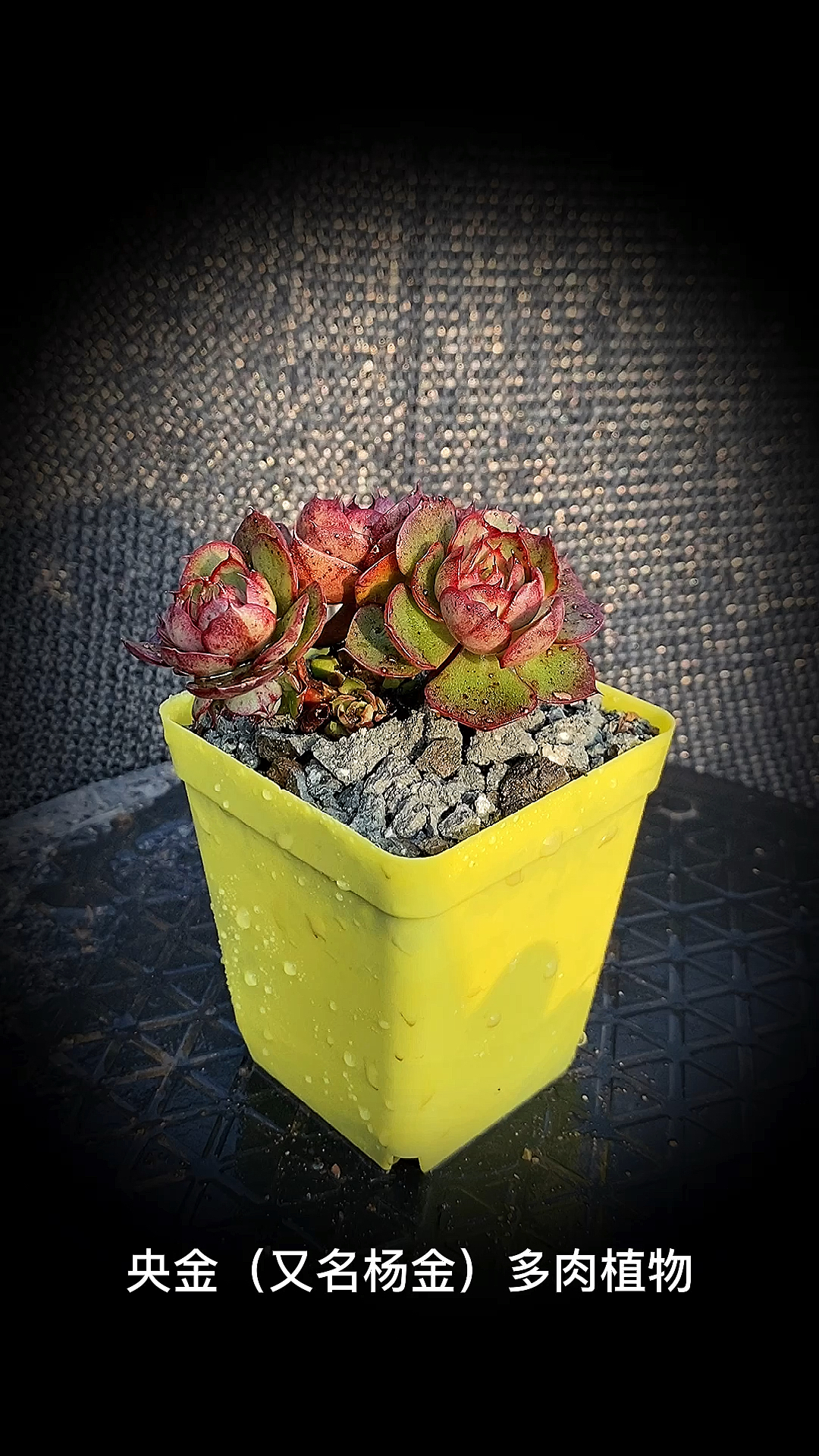 #有一种可爱叫多肉!#央金(又名杨金)多肉植物:是景天科石莲花属的多肉植物。