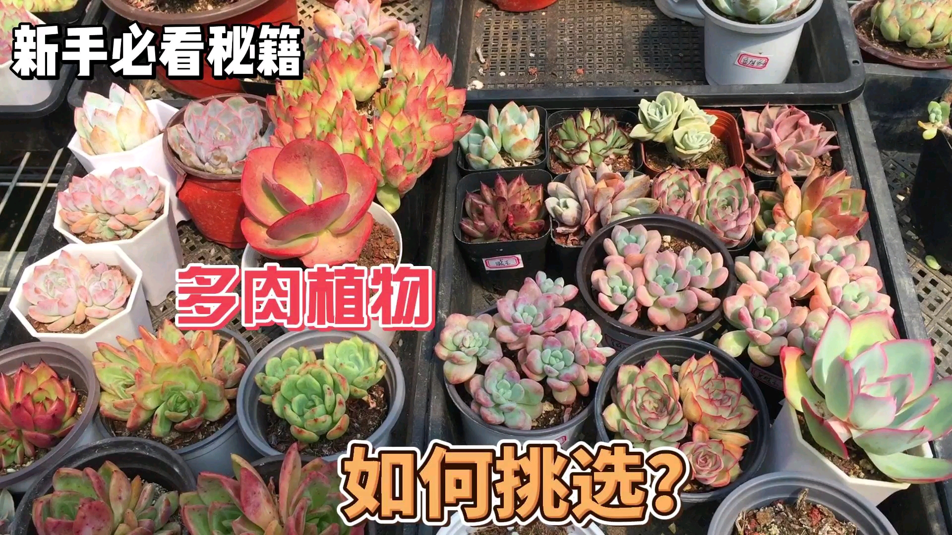 #多肉植物#最近多肉颜色上的快,都是成筐出,看看肉友都拍的啥