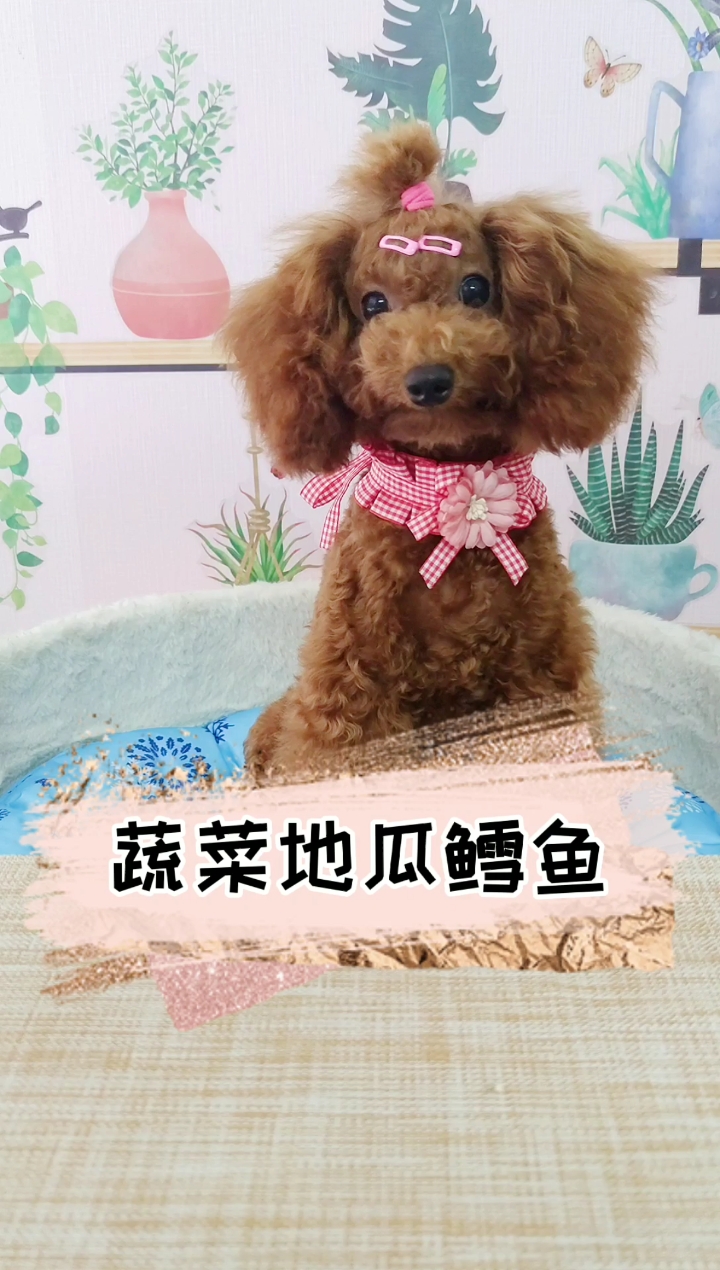 #萌宠成长记#眼巴巴看着铲屎官做饭的狗狗,口水都要流出来了太可爱了