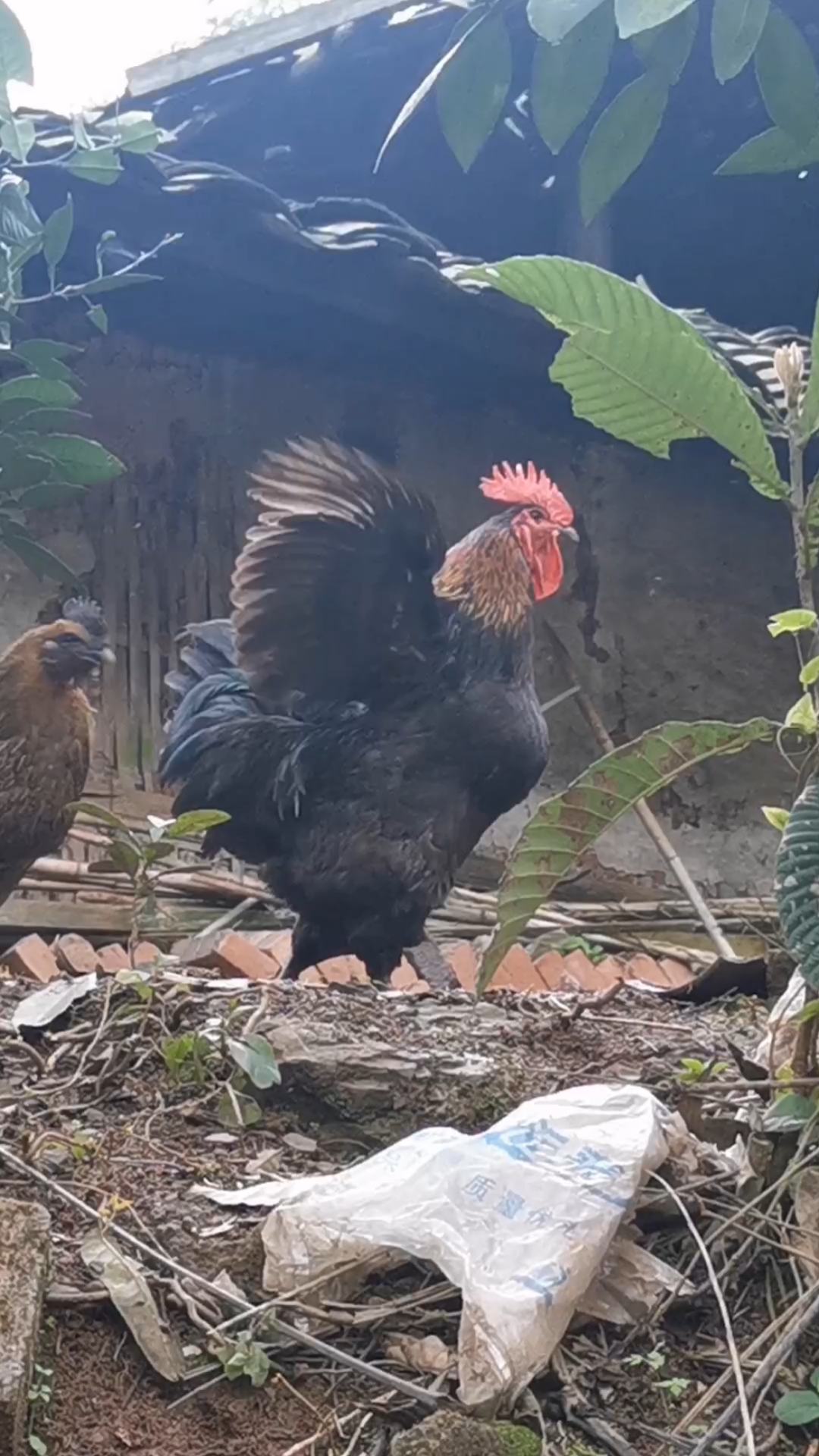 农村土公鸡叫声动听