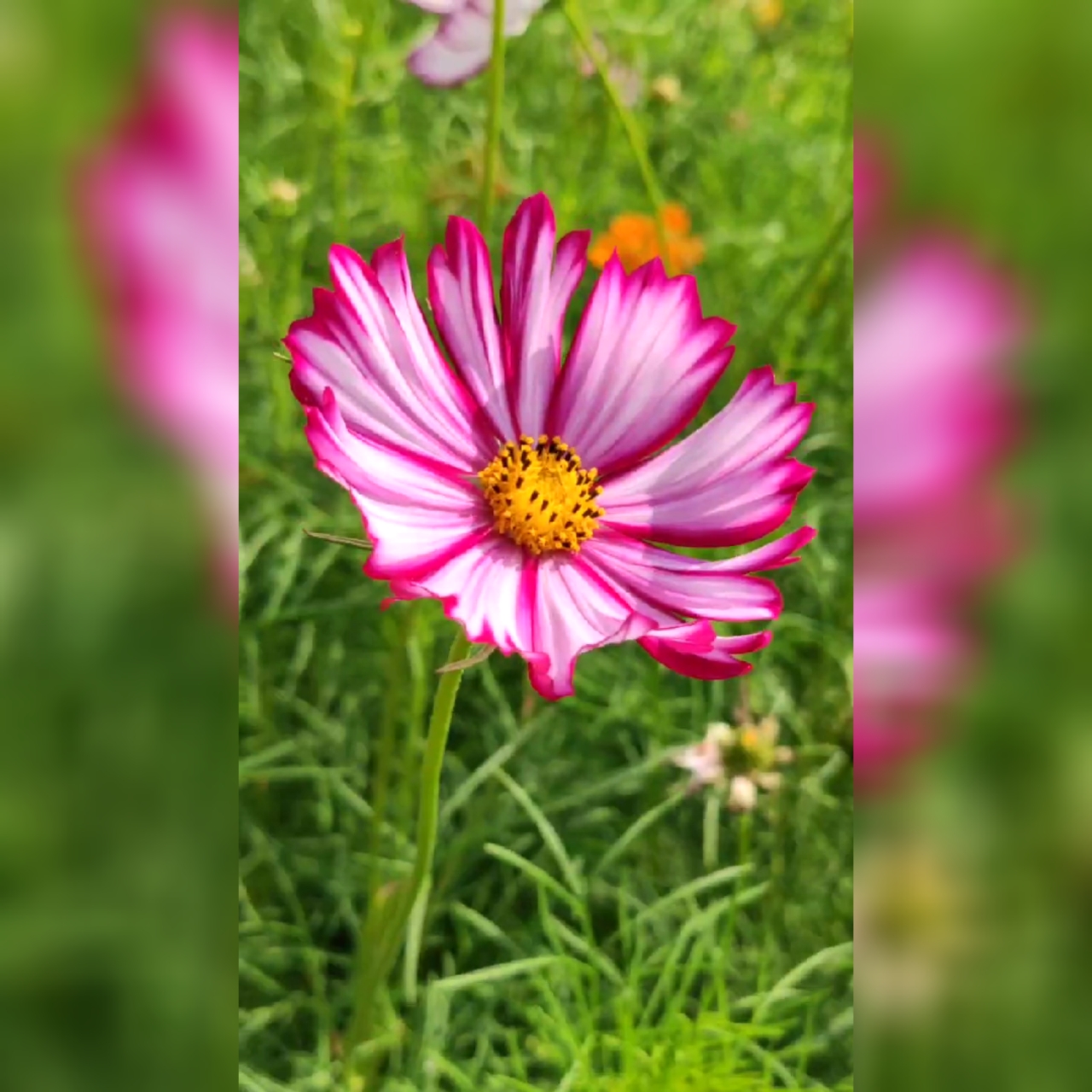 大花金鸡菊
