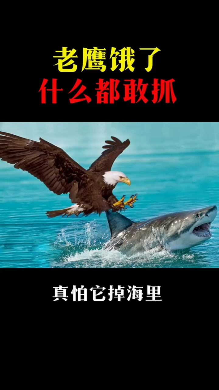 #老鹰#难得一见的老鹰抓鱼