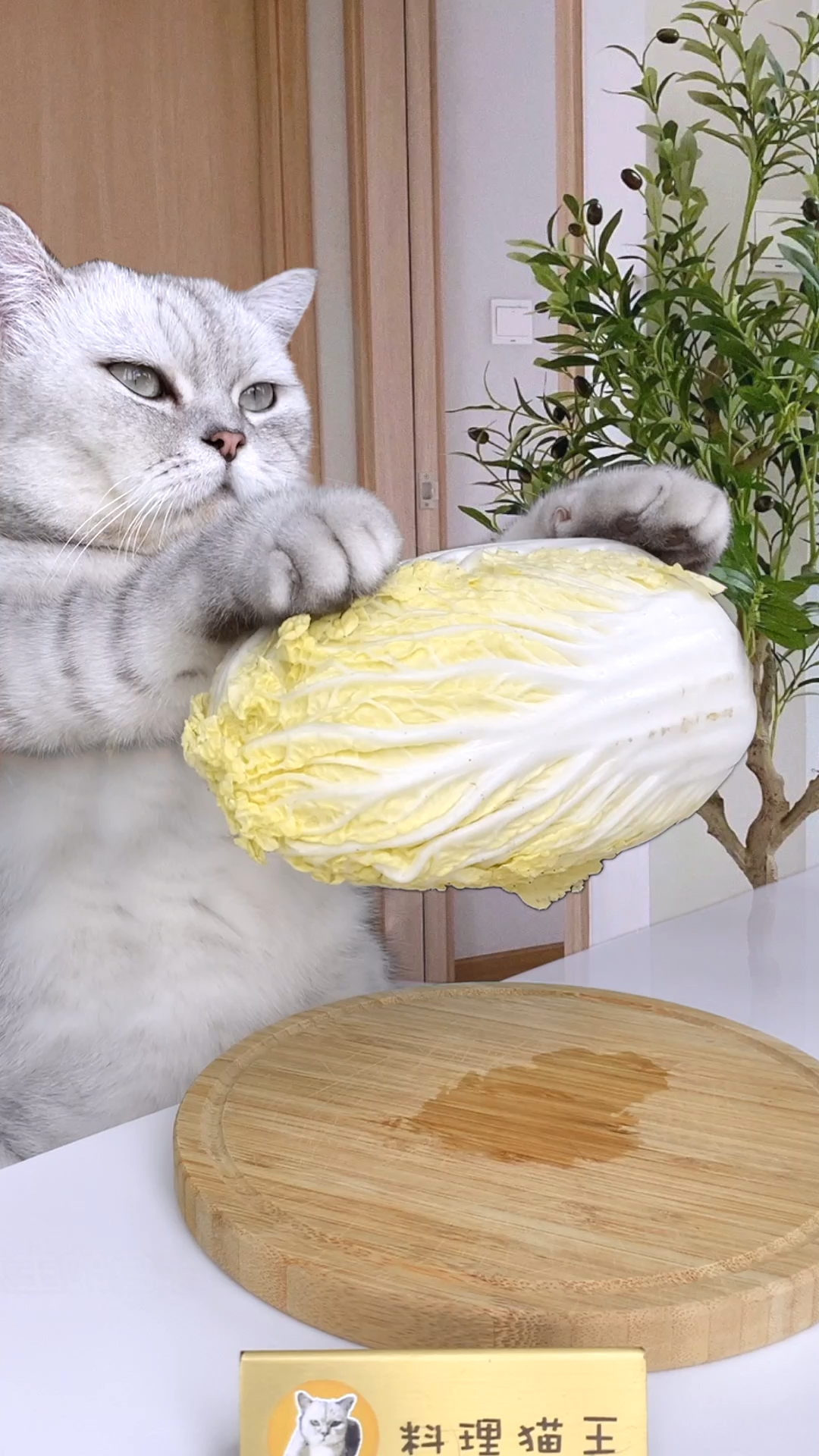 #猫咪日记#谁说本喵只会做饮料，做个酸汤肥牛给你看看
