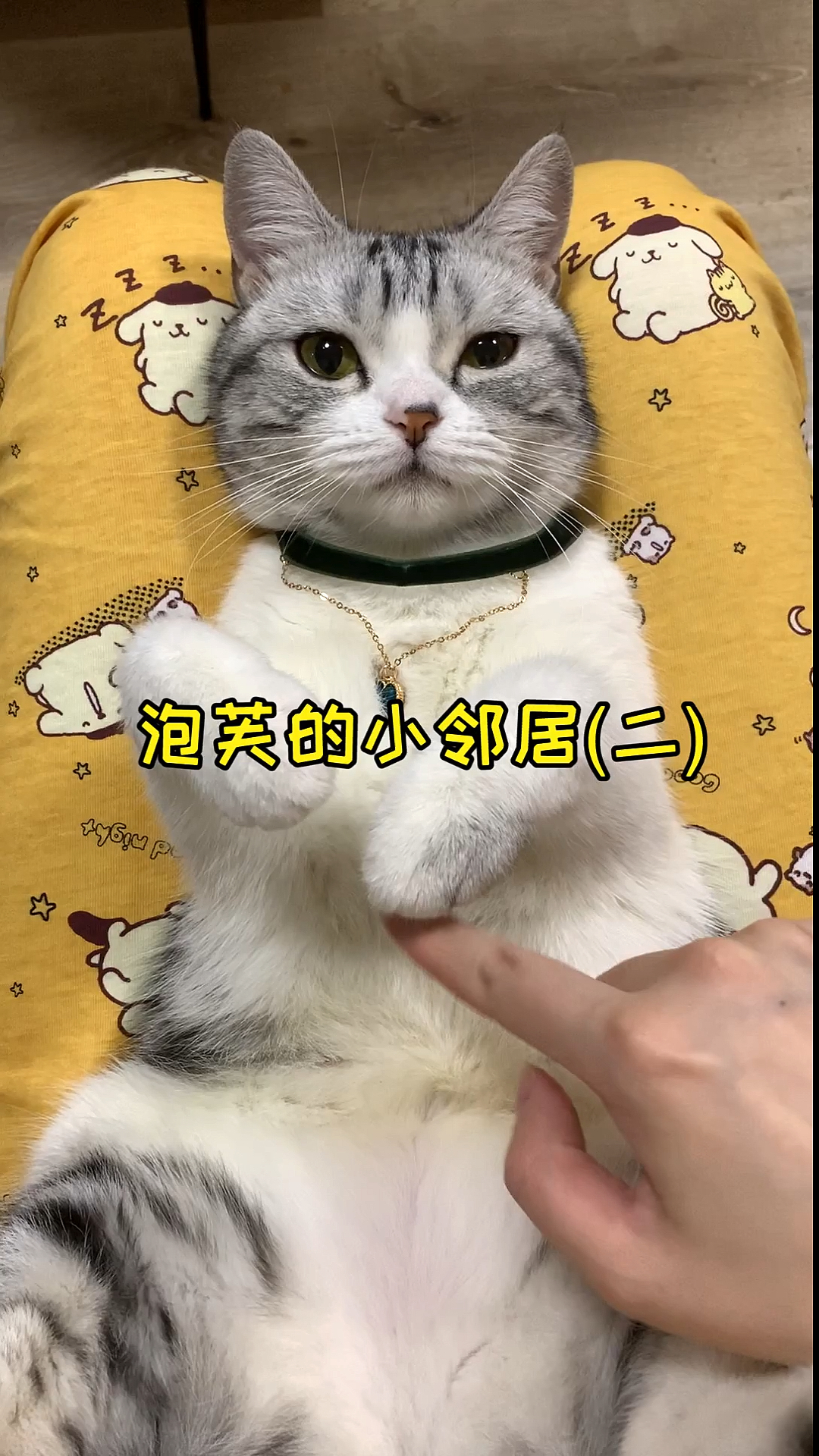 #我家萌宠成精了#泡芙和小邻居的会面，吃醋芙上线