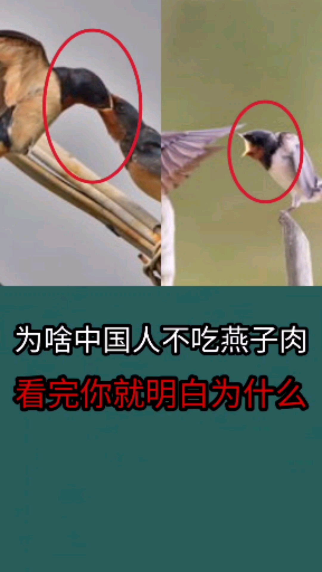 #全民涨知识#为什么中国不吃燕子肉？看完你就明白