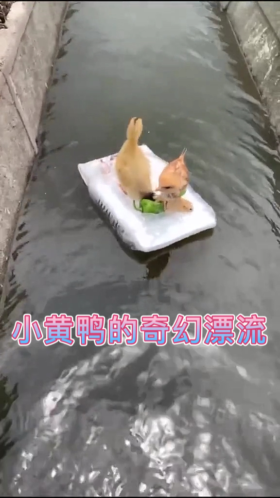 #小黄鸭#小黄鸭的奇幻漂流