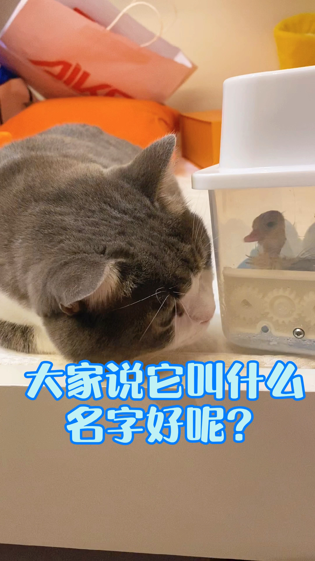 #我家萌宠成精了#你们说鸭子叫什么名字好呢?
