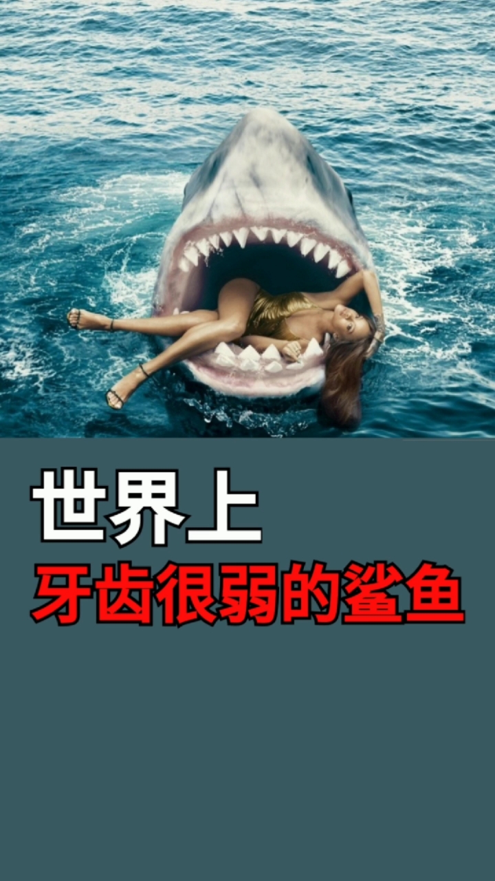 你知道鲨鱼的牙很脆弱吗?