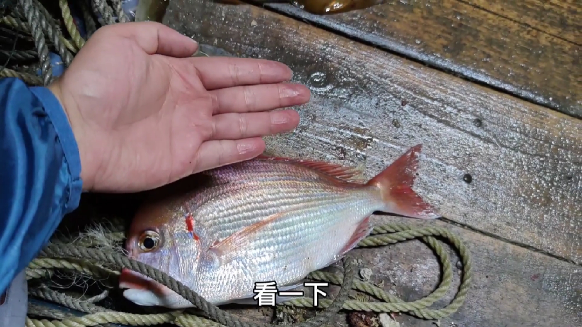 #轻知计划#不要再把加吉鱼认成真鯛了，两者是不一样的鱼种，哪种更好吃呢（下）