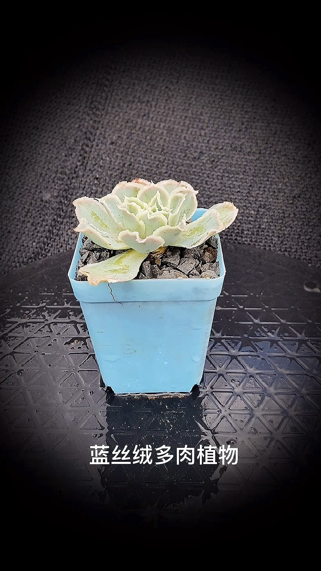 #有一种可爱叫多肉!#蓝丝绒多肉植物是景天科拟石莲花属多肉植物,是最受欢迎的镜莲品种。