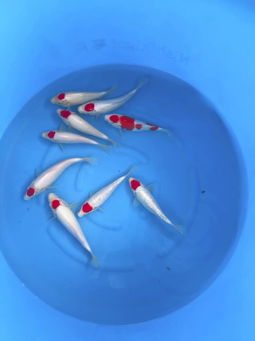 #锦鲤#银色丹顶锦鲤,纯白丹顶锦鲤