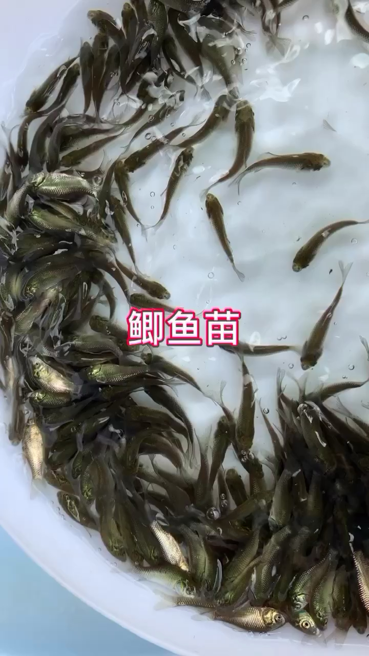 优质中科5号鲫鱼苗鱼塘养殖白鲫鱼银鲫鱼鲫鱼苗