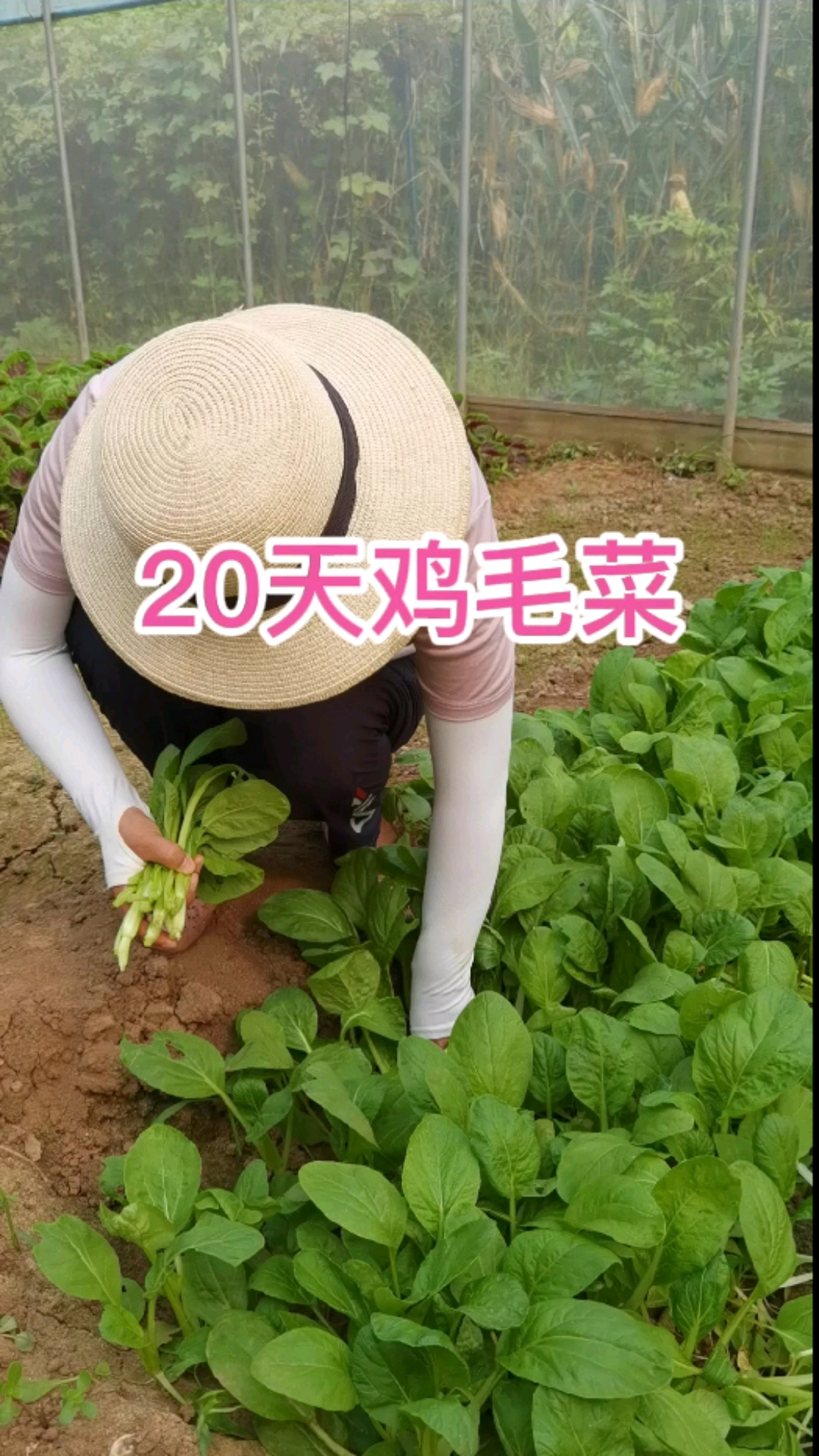 20天鸡毛菜