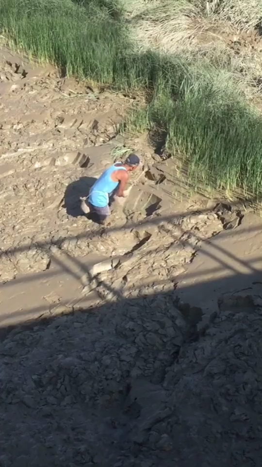 你们吃的跳跳鱼是这么来的!