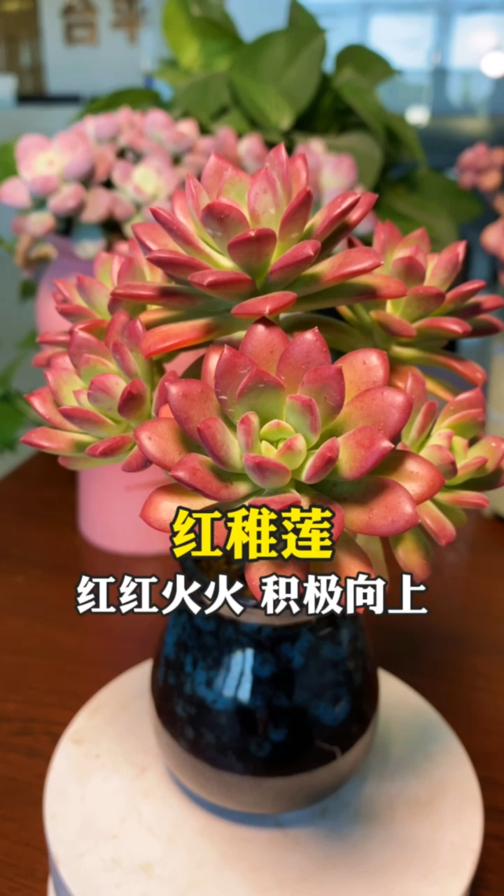 #有一种可爱叫多肉!#红稚莲多肉的养护花卉植物养殖