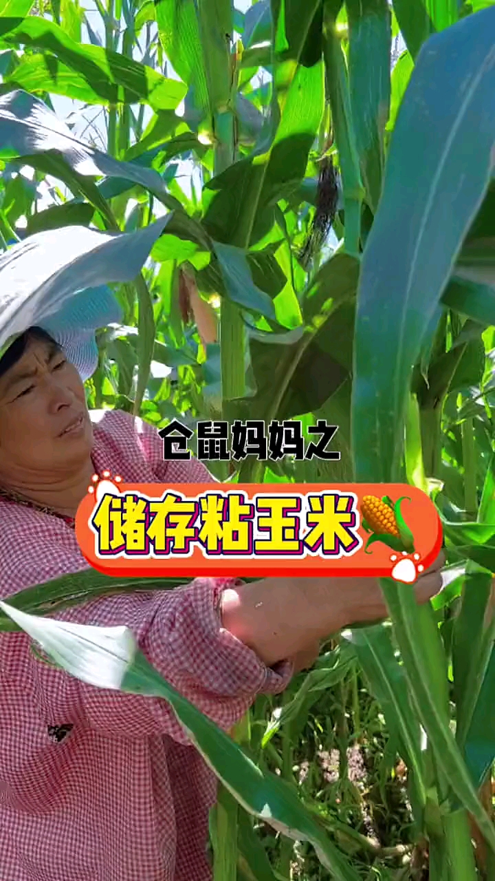 玉米这样储存,味道更清香…吃的时候不用解冻直接煮,嘎嘎好吃