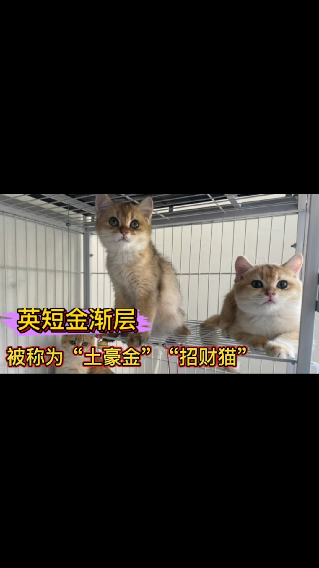 #我家宠物不一样#金渐层在你们当地叫什么呢?我们这边是“招财猫”