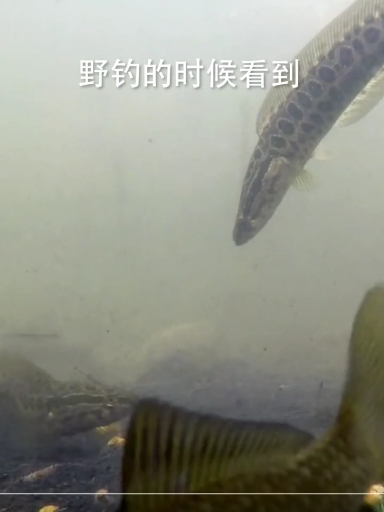 钓鱼人碰到鱼星就一定有鱼吗