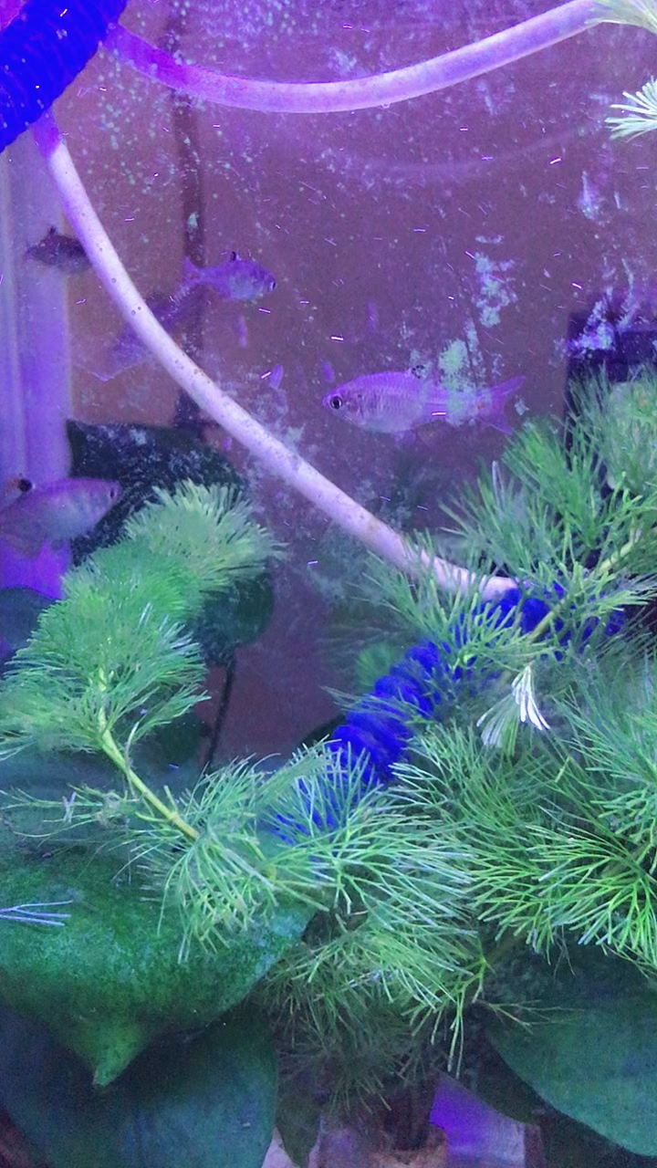鱼趣……有鰟鲏鱼,有虾虎鱼,还有田螺,田螺是清理鱼缸玻璃苔藓的高手