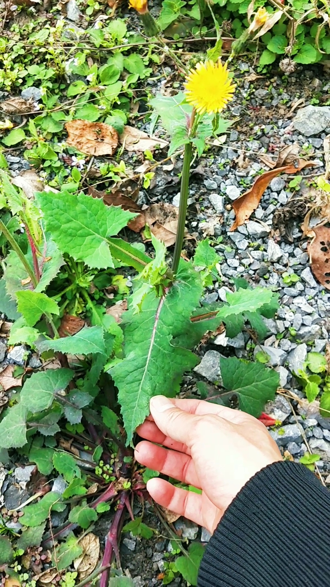 #认识中草药#原来这1种植物就是苦苣菜