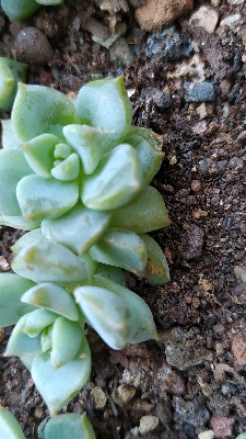#在家云旅游#多肉植物白牡丹,最容易活,最不好养护的一种