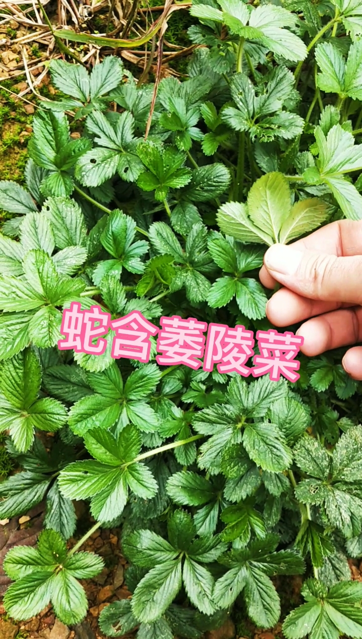 #认识中草药#多年生草本植物蛇含萎陵菜,别称:地五加、五皮风,价值评论分享