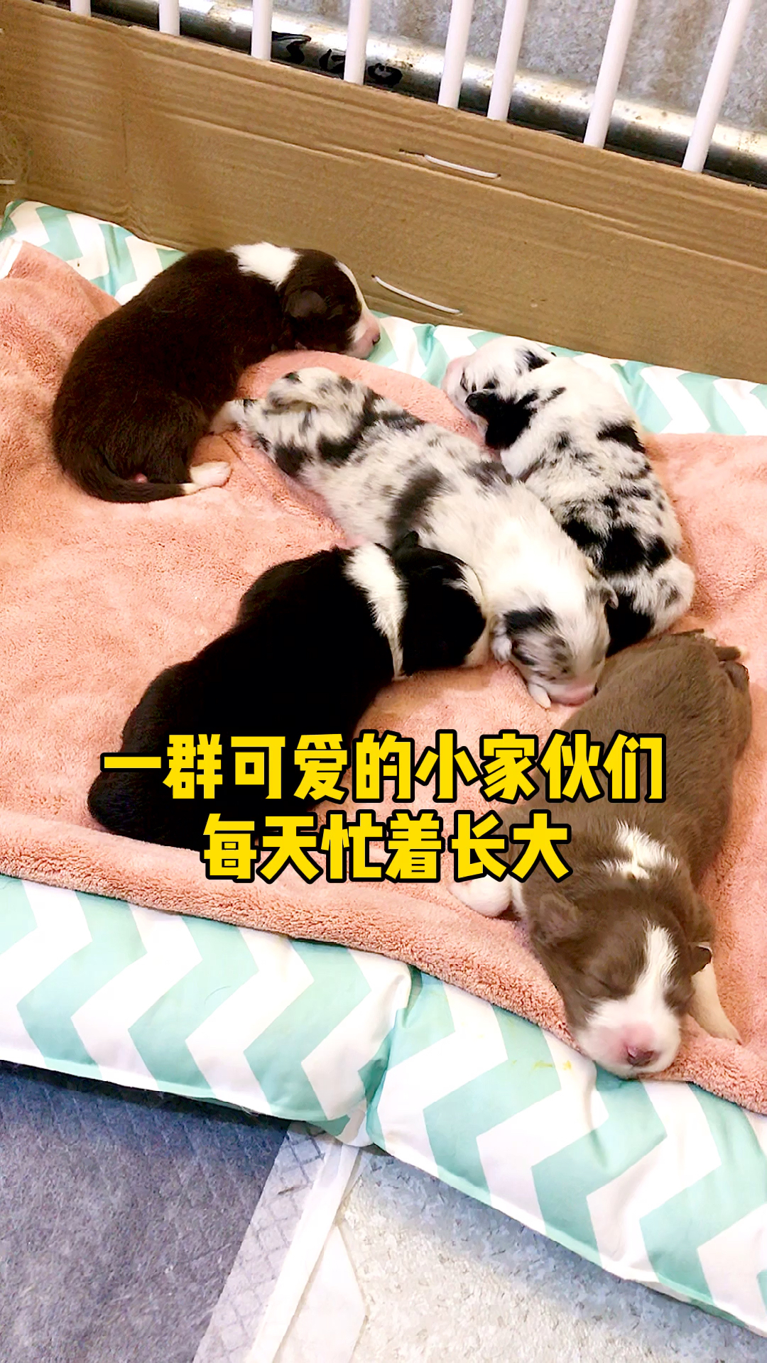 #科学养宠攻略#做一个有存在价值的博主,不忘初心,分享有用的知识!