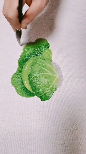 卷心菜画法